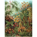 Wee Blue Coo NATURE ART ERNST HAECKEL SEA PLANT BIOLOGY GERMANY VINTAGE POSTER PRINT 12x16 inch 30x40cm 872PY