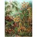 Wee Blue Coo NATURE ART ERNST HAECKEL SEA PLANT BIOLOGY GERMANY VINTAGE POSTER PRINT 12x16 inch 30x40cm 872PY