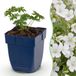 Green boutiQ Vasteplant Geranium sang. Album - Ooievaarsbek - Bodembedekkend - Wit - 24 Planten - Pot 11cm - Hoogte 15-25cm