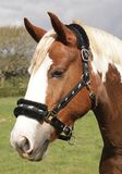 Rhinegold Logo Halster fleece trim