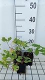 GRDplanten Groendecor Tuinarchitectuur 6x Ruit - Thalictrum hybr. 'Elin' | 9x9 cm pot
