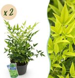 Plantenboetiek.nl | Nandina Lemon & Lime - Geel - 2 Planten - Groenblijvend - Weinig Onderhoud - Ø17cm - 35-45cm hoog - Tuinplant