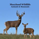 Maryland Animals and Mammals Kids Wildlife Book