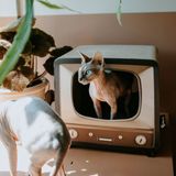 District 70 TELLY - Retro TV Krabmeubel voor Katten - Karton - Bruin/Multi
