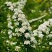 Arborix Spiraea Nipponica 'Snowmound' - Spierstruik 30-40 cm pot
