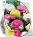 Baltus Bloembollen Ranonkel, Pastel Mix per 15