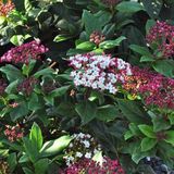 Arborix Viburnum Tinus 'Gwenllian' - Viburnum 25-30 cm in pot