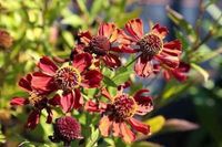 GRDplanten Groendecor Tuinarchitectuur 6x Zonnekruid - Helenium hybr. 'Rubinzwerg' | 9x9 cm pot