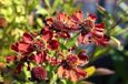 GRDplanten Groendecor Tuinarchitectuur 6x Zonnekruid - Helenium hybr. 'Rubinzwerg' | 9x9 cm pot