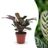 boutiQ Ctenanthe Burle Marxii - Visgraatplant - 1 Plant - Pot 12cm - Hoogte 30cm
