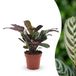 Green boutiQ Ctenanthe Burle Marxii - Visgraatplant - 1 Plant - Pot 12cm - Hoogte 30cm