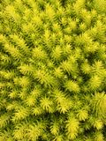 GRDplanten Groendecor Tuinarchitectuur 6x Vetkruid - Sedum refl. 'Angelina' | 9x9 cm pot