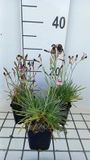 GRDplanten Dianthus 6x Grasanjer - Dianthus allwooddii | 9x9 cm pot
