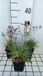 GRDplanten Dianthus 6x Grasanjer - Dianthus allwooddii | 9x9 cm pot