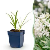 Plantenboetiek.nl Agapanthus africanus Albus - Afrikaanse Lelie - Bijen en Vlinderlokkers - Wit - 24 Planten - Ø11cm - 15-25cm hoog - Tuinplant