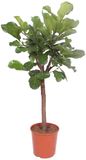 Merkloos / Sans marque Trendyplants Ficus Lyrata boom Tabaksplant Kamerplant Hoogte 160-180 cm Potmaat Ø30cm