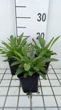 GRDplanten Groendecor Tuinarchitectuur 6x Coreopsis - Coreopsis grand. 'Sonnenkind' | 9x9 cm pot