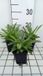 GRDplanten Groendecor Tuinarchitectuur 6x Coreopsis - Coreopsis grand. 'Sonnenkind' | 9x9 cm pot