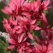 Arborix Mukgenia 6x Mukgenia hybrida 'Nova Flame' Pot 9x9cm - Prachtige plant voor in de tuin