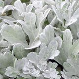 Arborix Artemisia 6 x Artemisia stelleriana 'Boughton Silver' - Bijvoet pot 9x9 cm
