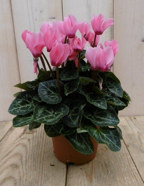 Warentuin natuurlijk - 3 stuks! Patio Cyclaam roze/donker-roze