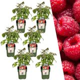 Plants by Frank | 6 Frambozenplanten | Biologische Fruitplanten | Tuinplanten | Winterhard