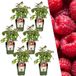 Plants by Frank | 6 Frambozenplanten | Biologische Fruitplanten | Tuinplanten | Winterhard