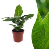 Green boutiQ - Musa Oriental Dwarf - Dwergbanaan - 1 Plant - Pot 12cm - Hoogte - 30cm