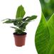 Green boutiQ - Musa Oriental Dwarf - Dwergbanaan - 1 Plant - Pot 12cm - Hoogte - 30cm