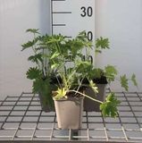 GRDplanten Groendecor Tuinarchitectuur 6x Ridderspoor - Delphinium (b) 'Casa Blanca' | 9x9 cm pot