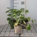GRDplanten Groendecor Tuinarchitectuur 6x Ridderspoor - Delphinium (b) 'Casa Blanca' | 9x9 cm pot