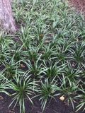 GRDplanten Groendecor Tuinarchitectuur 6x Leliegras - Liriope muscari 'Big Blue' | 9x9 cm pot