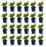 Green boutiQ Persicaria ampl. Rosea Duizendknoop Roze 24 Planten Pot 11cm Hoogte 15-25cm