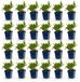 Green boutiQ Persicaria ampl. Rosea Duizendknoop Roze 24 Planten Pot 11cm Hoogte 15-25cm