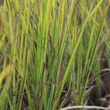 Arborix 6 x Alopecurus Pratensis 'Aureovariegatus' - Goudvossestaart - pot 9 x 9 cm