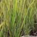 Arborix 6 x Alopecurus Pratensis 'Aureovariegatus' - Goudvossestaart - pot 9 x 9 cm