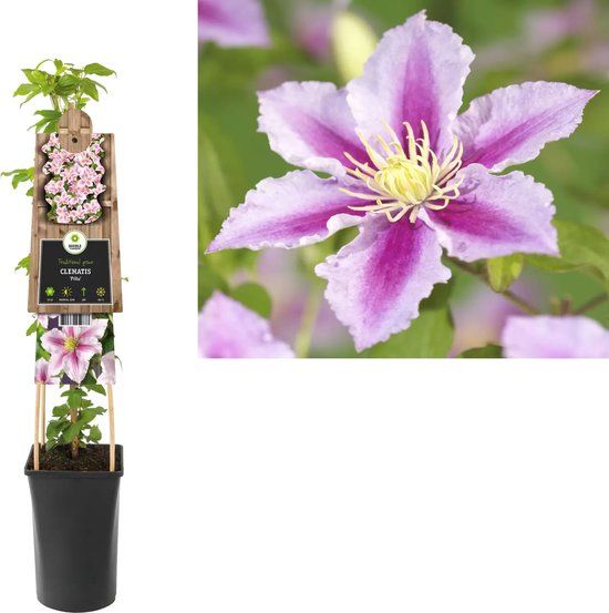 Van der starre Klimplant Clematis Piilu - Roze Bosrank