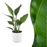Plantenboetiek.nl Strelitzia Reginea - Paradijsvogelbloem - met Potter Wit - Ø12cm - 25-35cm hoog
