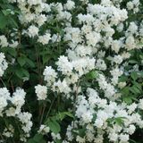 Merkloos / Sans marque Arborix BV Philadelphus 'Virginal' - Boerenjasmijn 50-60 cm in pot