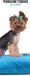 Magnet & Steel Yorkshire Terrier Kalender 2027 Slimline Wandkalender