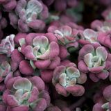 Arborix Bol 6 x Sedum Spathulifolium 'Purpureum ' - Vetkruid pot 9x9cm