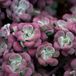 Arborix Bol 6 x Sedum Spathulifolium 'Purpureum ' - Vetkruid pot 9x9cm