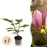 Plantenboetiek.nl Magnolia Ricki - Bloem Rood - 3 Planten - Bladverliezend - Weinig Onderhoud - Ø12cm - 30cm hoog - Tuinplant