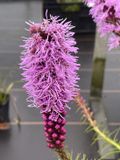 GRDplanten Bol 6x Lampepoetser - Liatris spicata | 9x9 cm pot