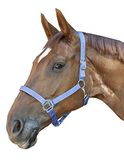 HKM Sydney Style Halster Neongroen Cob