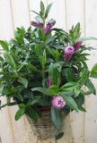 Warentuin natuurlijk Veronica Hebe Andersonii Roze/Paars met donkergroen blad in White Wash Mand Struikveronica Warentuin Natuurlijk