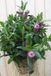 Warentuin natuurlijk Veronica Hebe Andersonii Roze/Paars met donkergroen blad in White Wash Mand Struikveronica Warentuin Natuurlijk