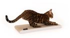LucyBalu SCRATCHPAPER krabplank van hoogwaardig golfkarton | Krabmat voor katten van karton | Wit