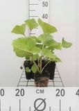 GRDplanten Groendecor Tuinarchitectuur 6x Groot Hoefblad - Petasites hybridus (officinalis) | 9x9 cm pot
