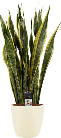 Sanseveria Laurentii in sierpot Elho Brussels Round Soap ↨ 80cm - hoge kwaliteit planten